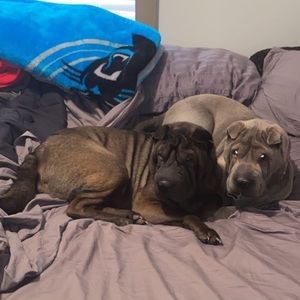 Meet your Posher, Tyler